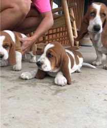 For Sale! Cute Basset Hound puppies