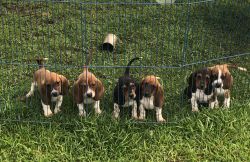 For Sale Bassett Hound Puppies