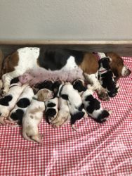 Pure bred basset hound puppies