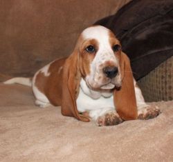 Home Raised Basset Hound Puppies For Sale!