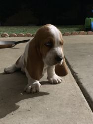Full breed basset hound puppies tri color and white & brown