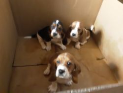 Bassett hound puppies for sale