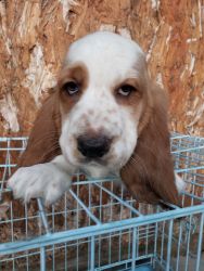 Basset hound puppy