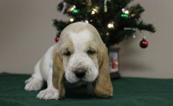Exuberant Basset Hound pups for sale