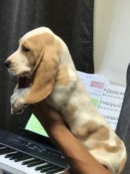 Basset hounds for sale