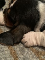 Bassett Hound puppies for sale