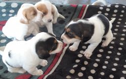 Lovely Bassett Hound puppies