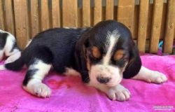 AKC Basset Hound Puppies for Sale