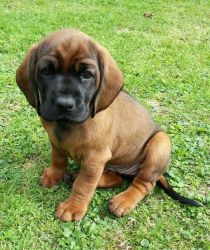 Stunning Bavarian Mountain Hound puppies available for sale