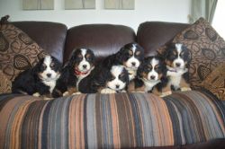 Exceptional Litter Of Bernese Mountain Dog Pups