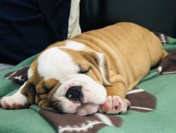 10 week old English Bulldog / Beagle Puppy