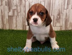 Beabull Male ( Winston ) Ready to go home.