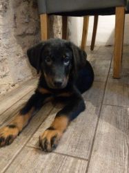 Tallowah Beaucerons - Only 1 Puppy Remaining.