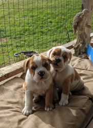 Beabull Puppies for sale