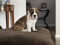 Beabull Puppy for Sale