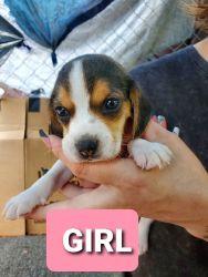 9 beagle for sale