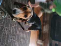 Buddy beagle