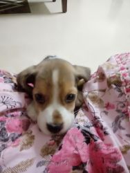 Cute Male beagle puppy for sale