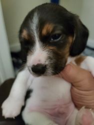 2 beagle puppies for sale