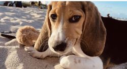 5 months cute beagle