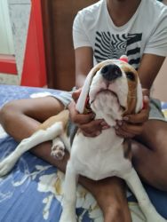 My beagle os is 1 yr old vaccine done