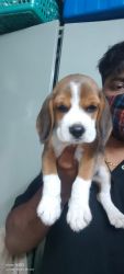 Beagle for sell