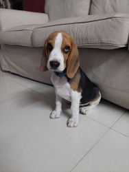 4 months old male beagle puppy for sale