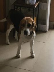 Beagle Dog 1 year old