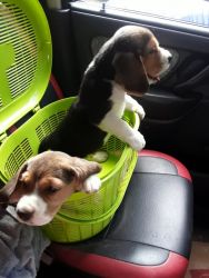 KCI Certified male & female beagle puppy for sale