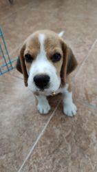 Beagle puppy - 60 days old- Hyderabad - very active and well behaved