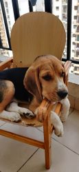 Want to sell cute 6 month old beagle