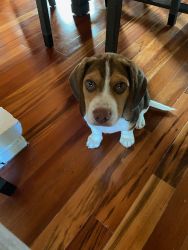Adorable Chocolate Beagle