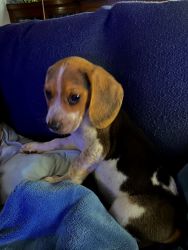 Full Breed Beagle Puppy