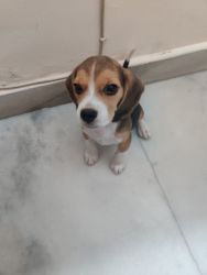 BEAGLE MALE DOG Fully vaccinated very good markings