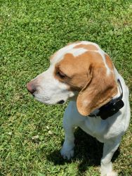 Beautiful Beagle!!