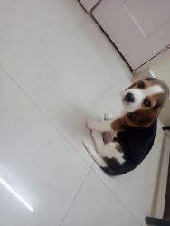 Buy beagle puppy