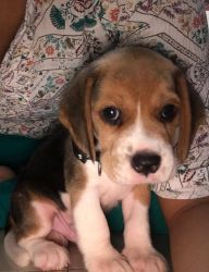 43 days, active male Beagle with KCI