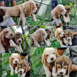 Selling puppies