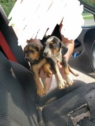 Puppies 400$ rehoming fee