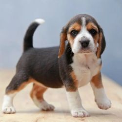 Adorable Beagle puppies for adoption