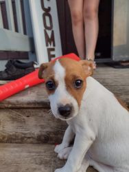 Cute puppy for sale needs his forever home