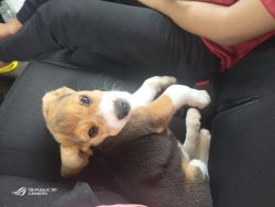 Cute Playful Vaccinated Male Beagle 80 days old with India Puppy Pkg