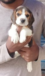 Show quality beagle puppies available with vaccines done