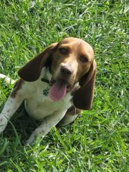 8 month beagle