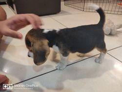 Male Beagle 53 days old
