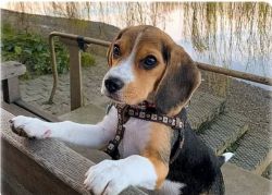 Beagle Puppies available for sale