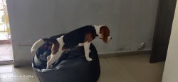 Extremely playful beagle 4 months dog