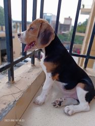 3 month old male beagle, fully vaccinated, healthy, active and trained