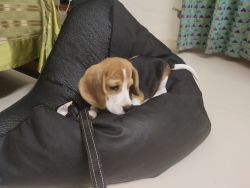 3 months old male beagle for sale