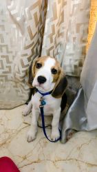 Beagle 4 months puppy